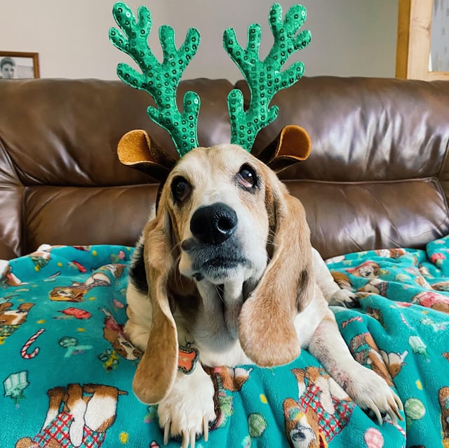 Merry Christmas from our senior basset, Syd