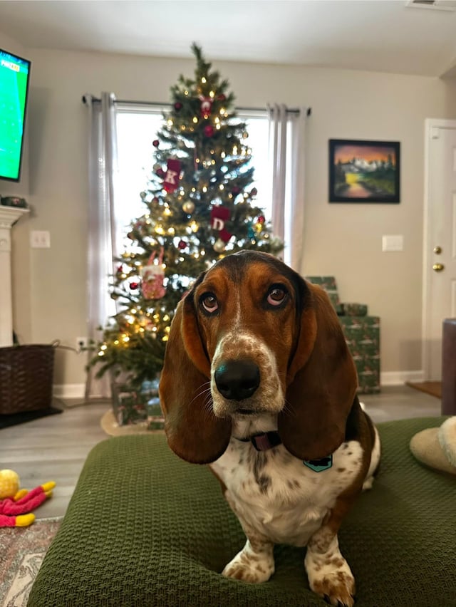 Festive Biscuit the Basset🎄