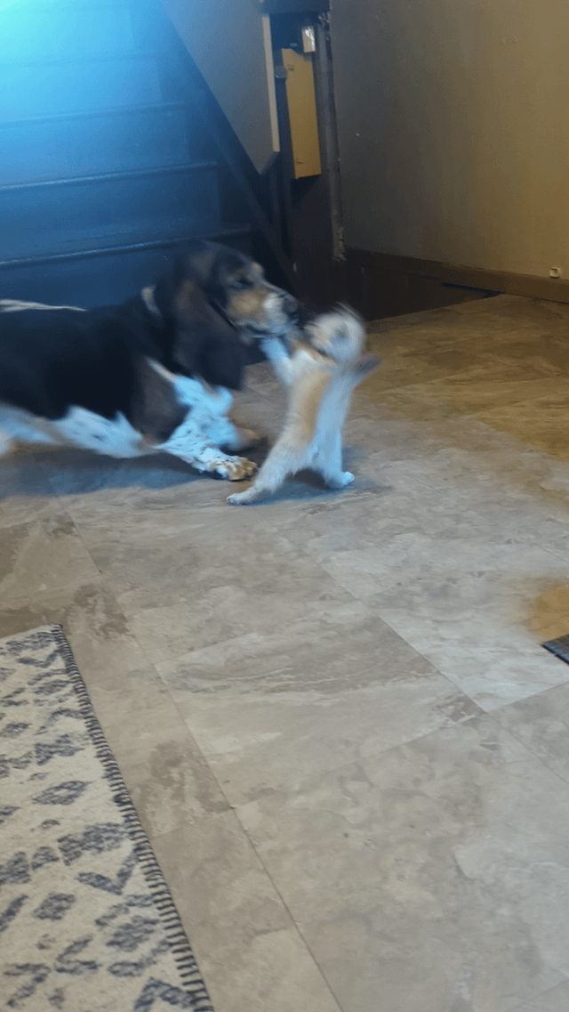 The most embarrassing boop.