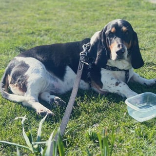 My Vet said…..