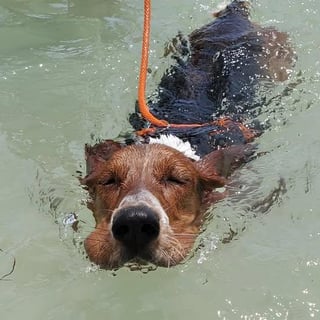 Oscar paddling like a pro 🏊‍♂️