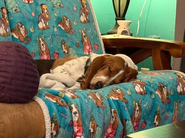 The Linus sleeps tonight