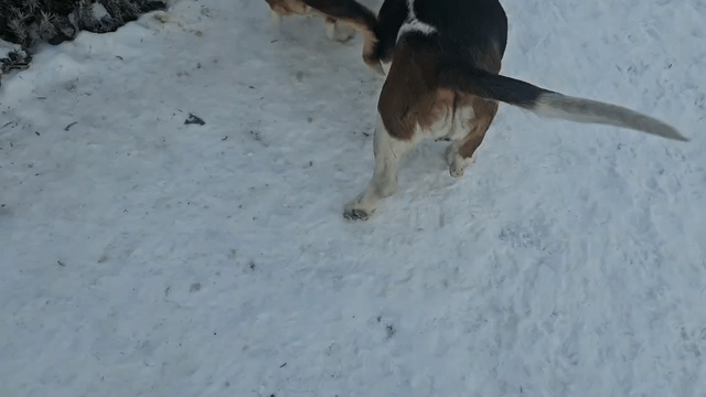 You are so naive, the Bassets told me.