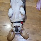 Elvis