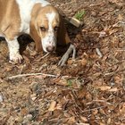 Burying her Bones