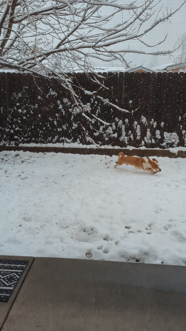 Snow day!
