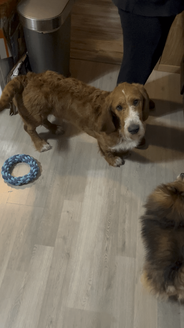 Moose the bassetoodle. Curly from a bath and new toy!