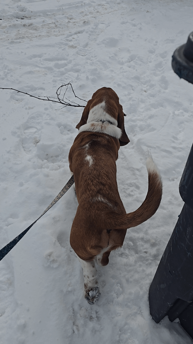 Found a stick!