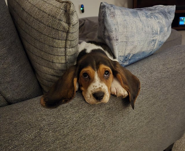 Ears for Years!
