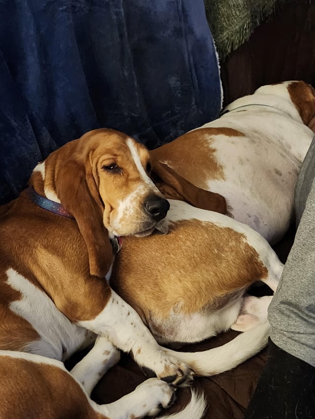Siblings make the best pillows