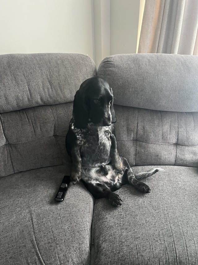 Does anyone else have this problem with their basset?