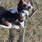 Benito update: loves sticks, hates car rides. Literally cries 90% of the time he isn’t sleeping, the other 10% is being a crocodile.