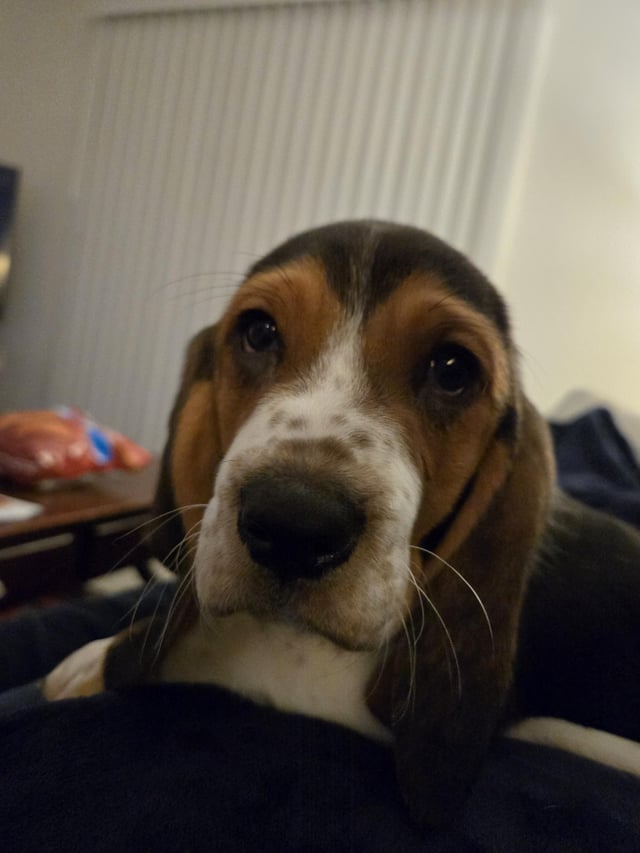 Clementine