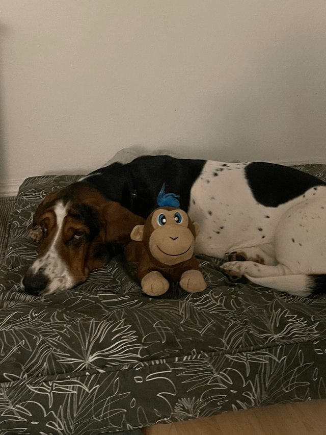 Just my monkey and his monkey 9