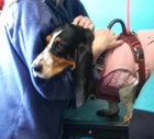 Daisy’s pitiful being tortured face