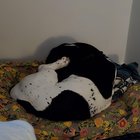 I thought he was licky but he was sleepy