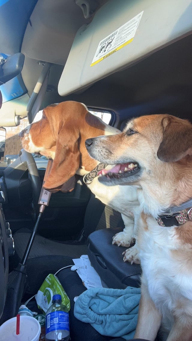 Silly hounds