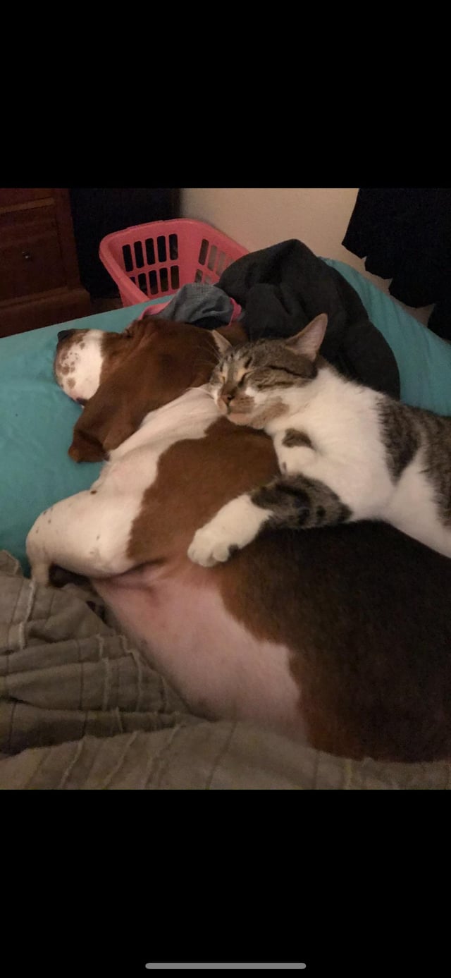 Doug the basset and mike meowers the cat!