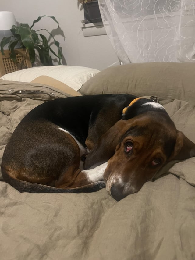 My favorite croissant 🥐