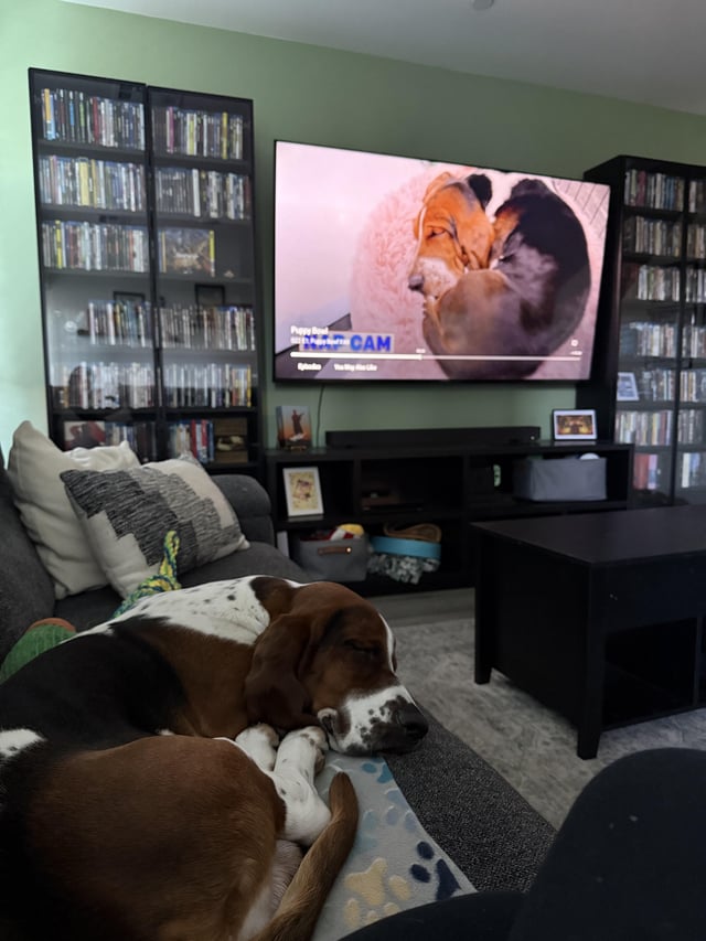 Otto is supporting Rhett in the Puppy Bowl