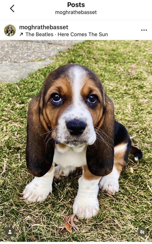 Meet Moghra!