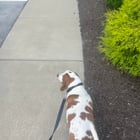 Is my basset fat?