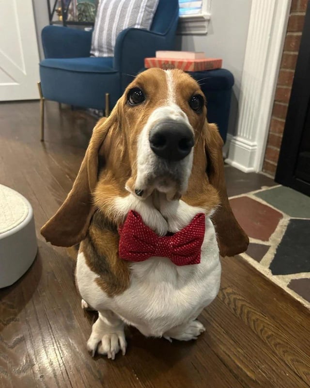 He dressed up just to sit on the rug and do nothing.