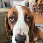 Hello from Louie!