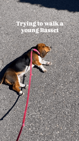 Walking a basset