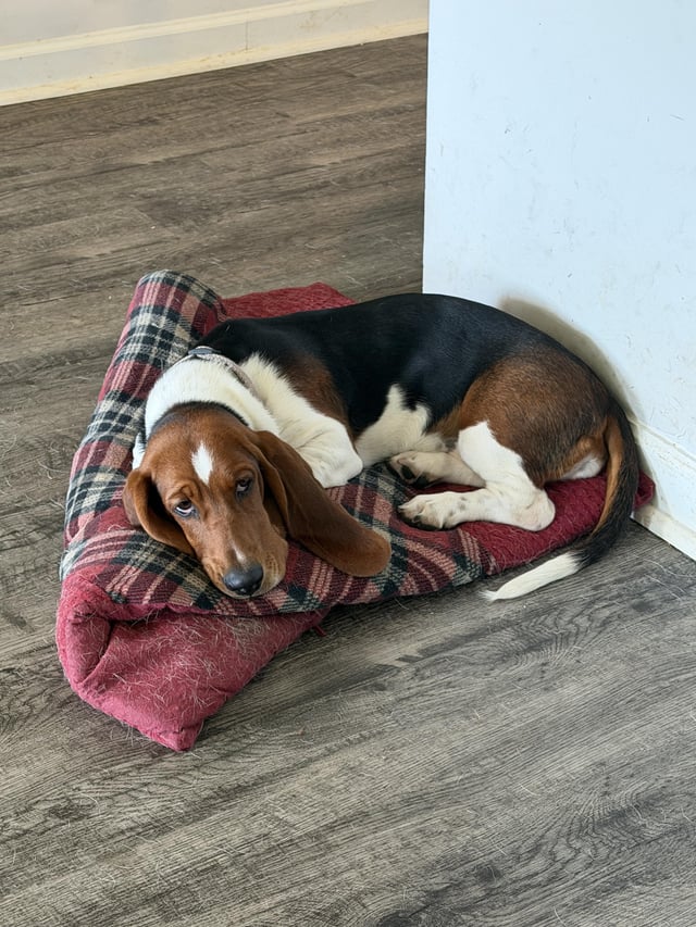Daisy is just as cute as a button, about as smart as one too…. 🥰