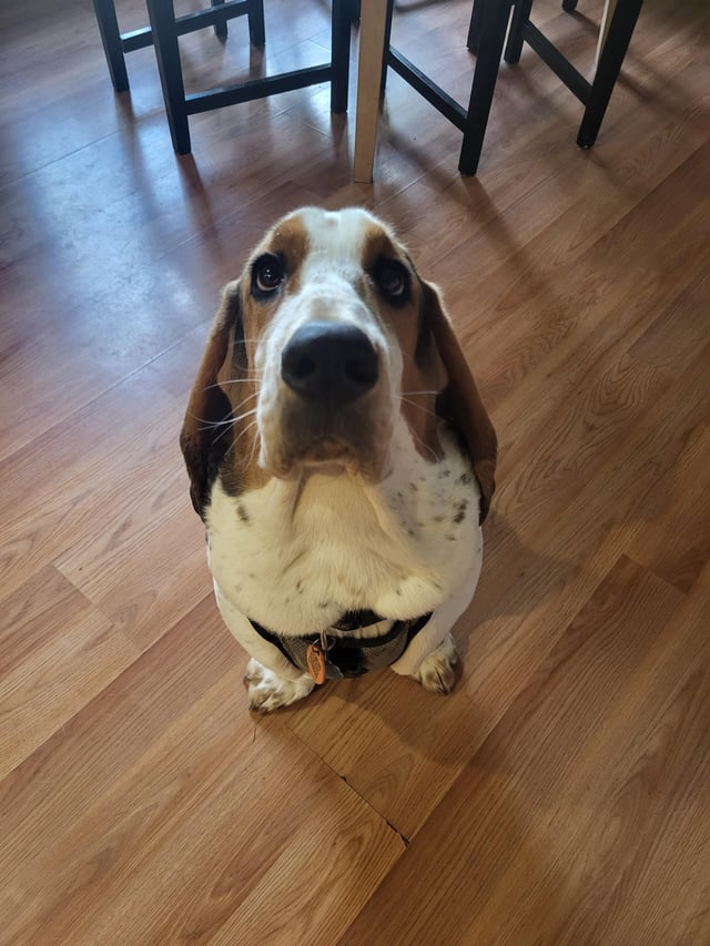 Bassett doesn’t like men?