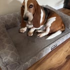 My pupper charlotte