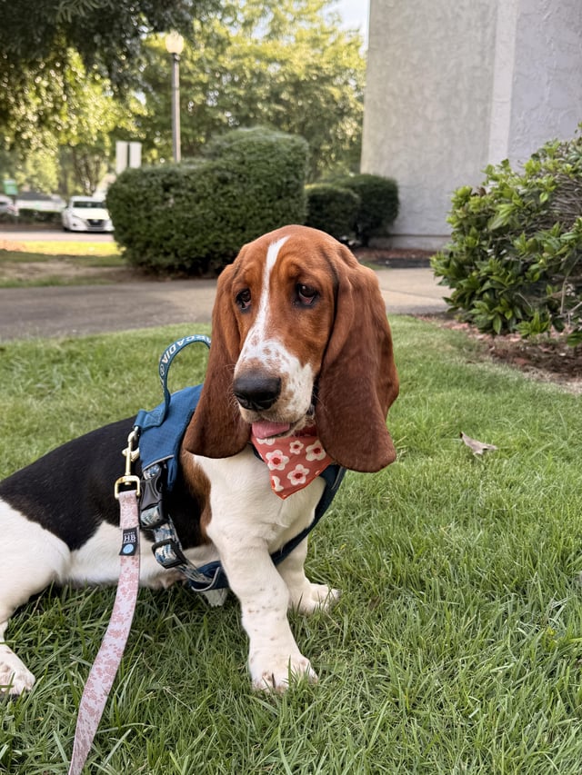 Pet insurance: yes or no?
