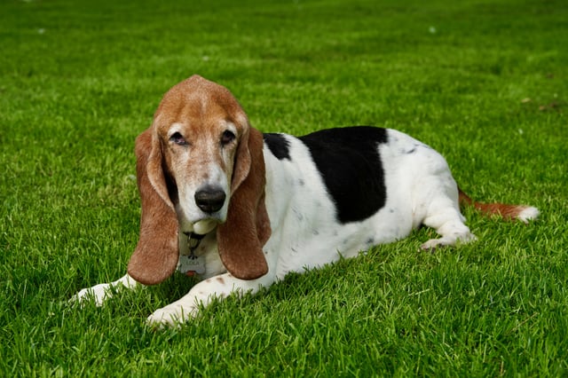 Nothing beats some fresh air while laying in the yard.