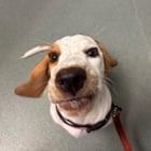 First time basset owner update