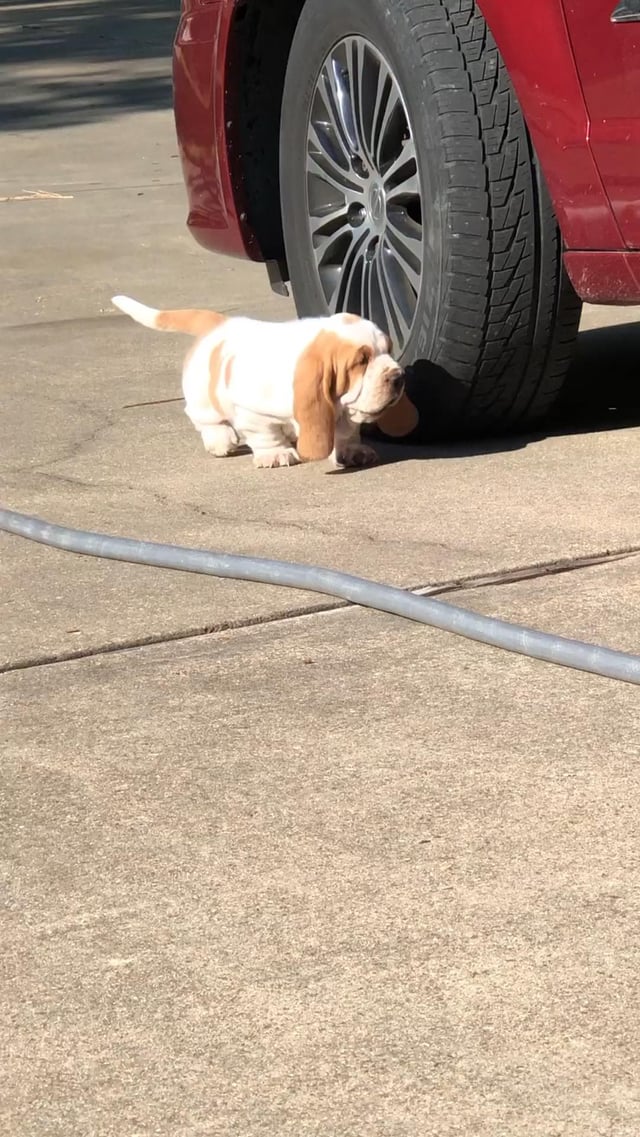 A little basset with a whole lot of attitude