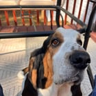My good boy