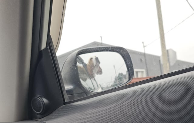 Norman loves car rides