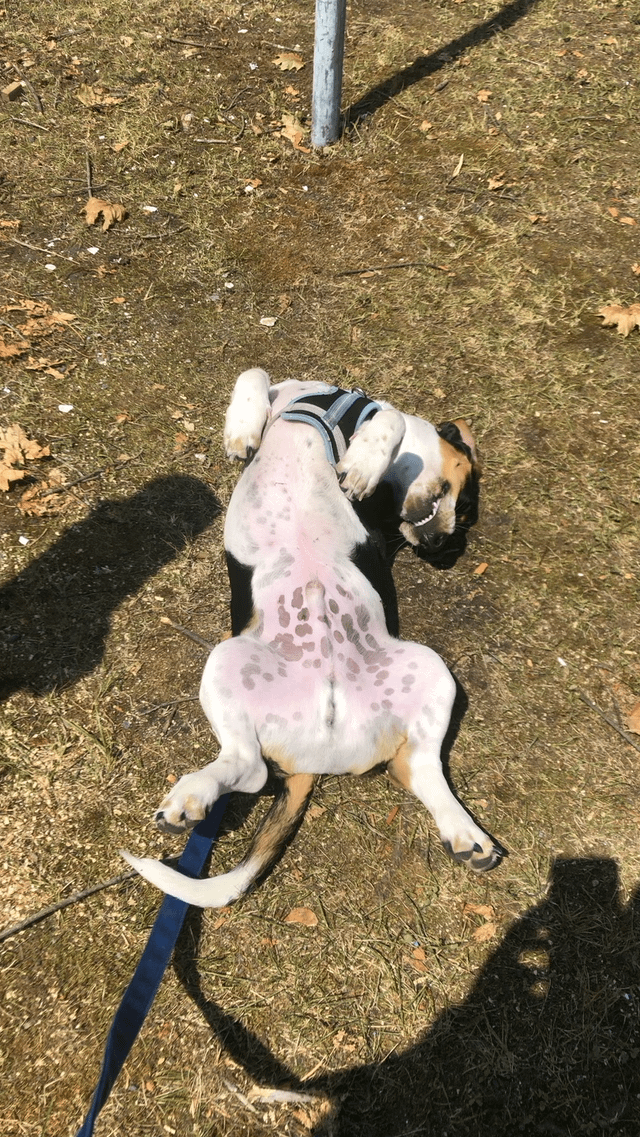 Henry again ❤️ Flat Basset