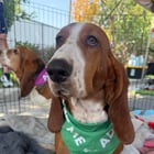 I’ve been volunteering with local rescue after losing my boy