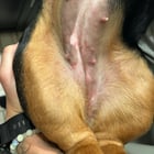 Red spots on belly