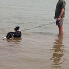 Who says bassets can’t swim