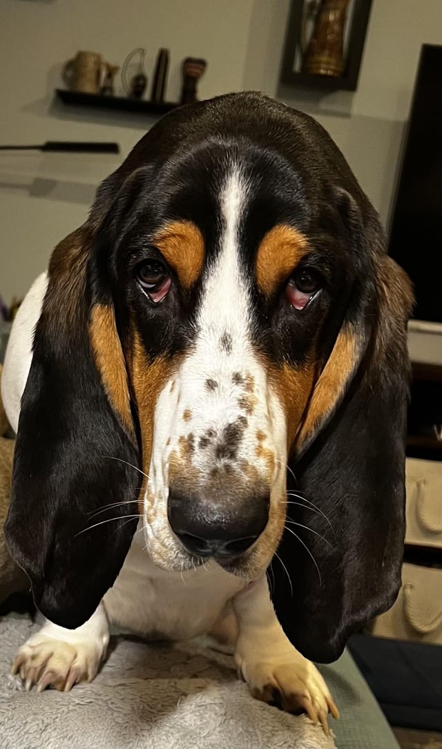 I just committed to adopting a Basset in need of a home . . .