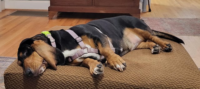 Cookie has her ears flopped inside that means a storms comin’ my lil Barometer Basset