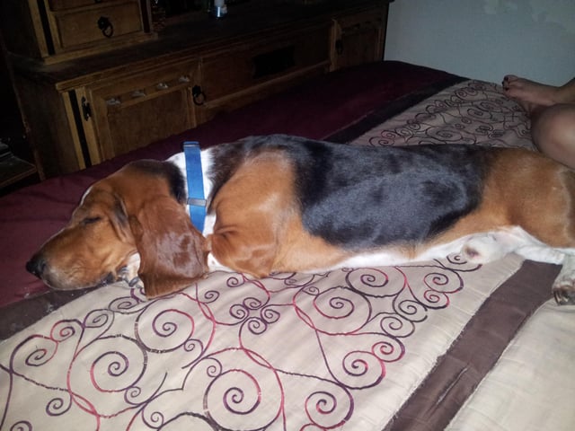 Mi fallecido basset hound dormilón.