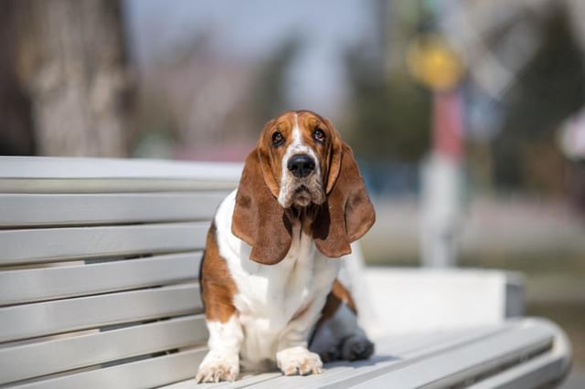 Is the Basset Hound a Good Fit for You?
