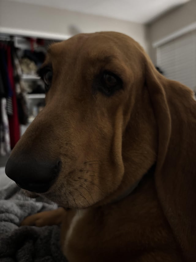 Brownest Hound