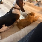 Hank got a baby brother! Golden retriever named strider ❤️