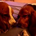 A month after we rescued Waffle, we found his bonded pair at the same shelter! Welcome, Nutmeg!