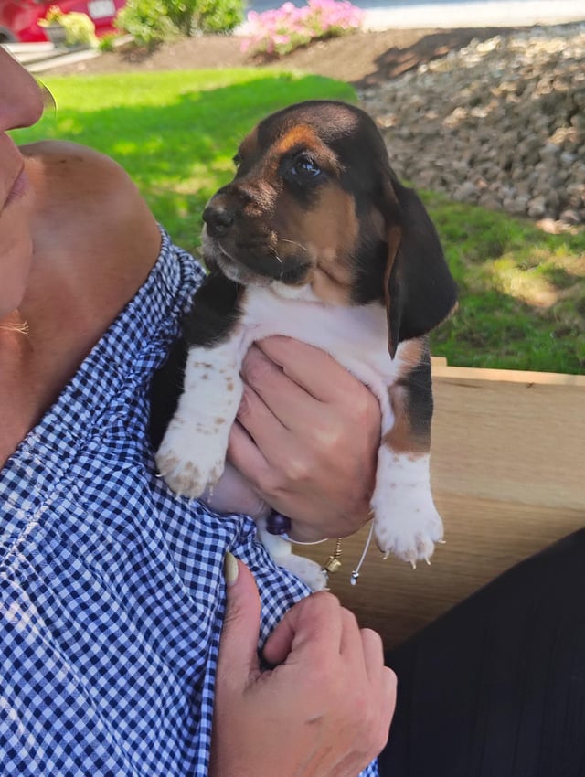 Picking up my basset baby girl in a few days….. would love all the advice, tips, and everything else you can share to help.(P.s.- I currently have a 5yr old great Dane who will be her new big sister)